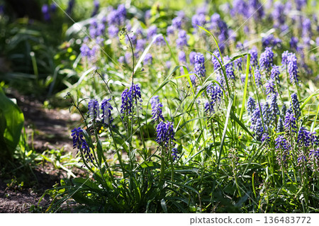 Purple Muscari flowers bloom vibrantly in a garden. Delicate spring beauty. 136483772