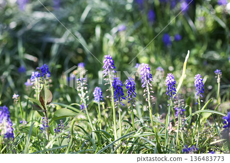 Purple Muscari flowers bloom vibrantly in a garden. Delicate spring beauty. 136483773