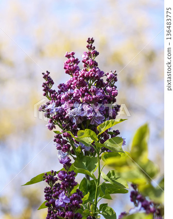 Close-up of delicate lilac petals in sunlight. Softness and fresh spring colors. 136483775