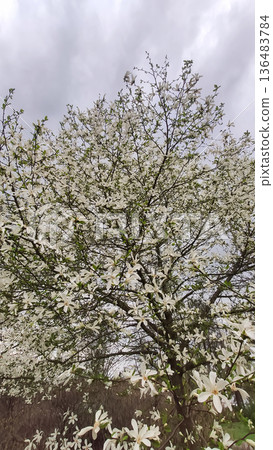 Delicate magnolia petals in soft sunlight. Freshness and natural purity. Delicate magnolia petals in soft sunlight. Freshness and natural purity. 136483784