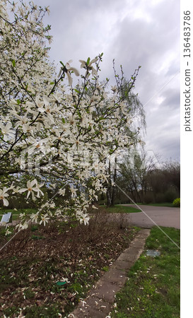 Delicate magnolia petals in soft sunlight. Freshness and natural purity. Delicate magnolia petals in soft sunlight. Freshness and natural purity. 136483786