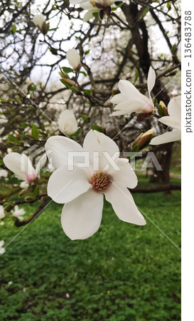 A magnolia tree covered in white blossoms. Serenity and gentle springtime charm. A magnolia tree covered in white blossoms. Serenity and gentle springtime charm. 136483788