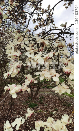 White petals contrast with dark branches in a garden. Purity and natural harmony. 136483794