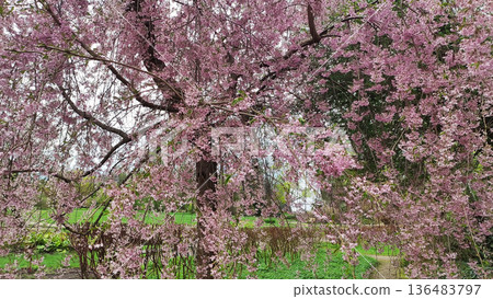 A serene park is filled with blooming sakura trees. Peace, renewal, and floral elegance. A serene park is filled with blooming sakura trees. Peace, renewal, and floral elegance. 136483797