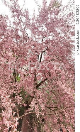 Sakura blossoms cover the park in soft pink tones. Spring freshness and gentle beauty. Sakura blossoms cover the park in soft pink tones. Spring freshness and gentle beauty. 136483802