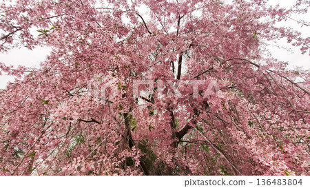 Sakura blossoms cover the park in soft pink tones. Spring freshness and gentle beauty. Sakura blossoms cover the park in soft pink tones. Spring freshness and gentle beauty. 136483804
