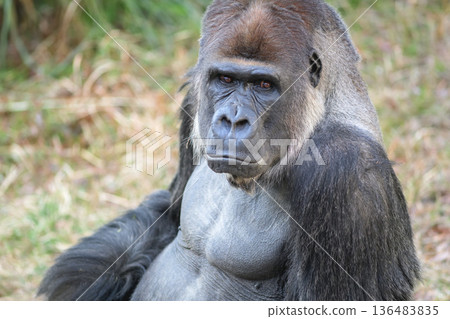 大猩猩很擔心旁邊那隻黑猩猩，它顯然吃了雪。 136483835