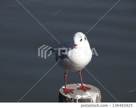 一幅黑頭鷗站在柱子上看著我的畫像 136483925