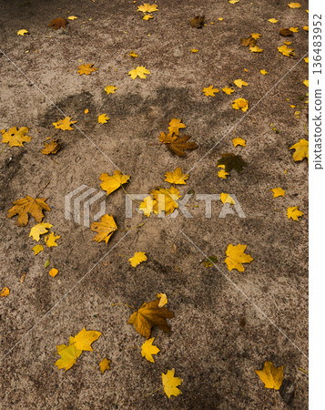 Abstract autumn background with scattered yellow birch leaves Abstract autumn background with scattered yellow birch leaves 136483952