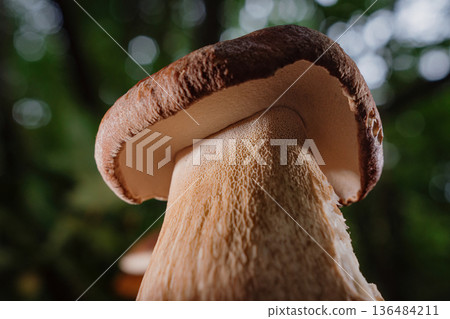 Wild Edible Porcini Mushroom - Boletus Growing In Forest Under Trees. Fungi. Wild Edible Porcini Mushroom - Boletus Growing In Forest Under Trees. Fungi. 136484211