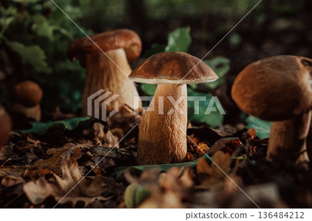 Wild Edible Porcini Mushrooms - Boletus Growing In Forest Under Trees. Fungi. 136484212