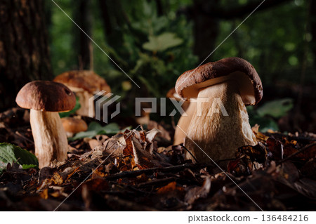Edible Porcini Mushroom Sprouting From Forest Soil Among Leaves And Moss, Symbol Edible Porcini Mushroom Sprouting From Forest Soil Among Leaves And Moss, Symbol 136484216