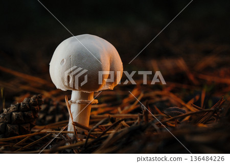 Young white amanita mushroom emerging from pine forest floor golden sunset light Young white amanita mushroom emerging from pine forest floor golden sunset light 136484226
