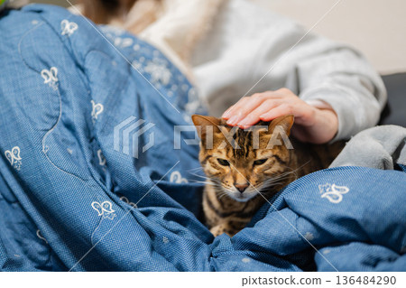 cat petted by owner cat petted by owner 136484290