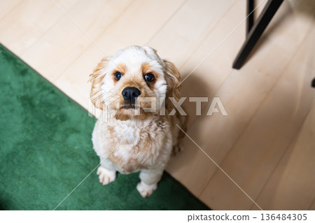 坐狗 坐狗 136484305