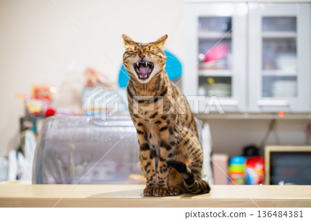 Yawning cat 136484381