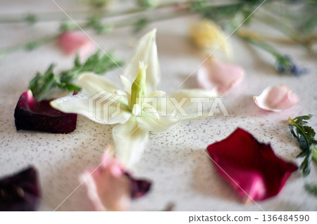 White tulip petals spread on a light table with colorful leaves. Floral arrangement concept for springtime and fresh decor. White tulip petals spread on a light table with colorful leaves. Floral arrangement concept for springtime and fresh decor. 136484590