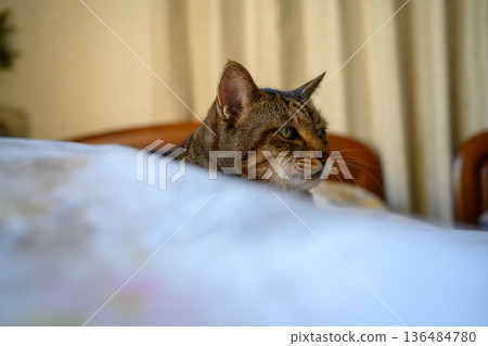 Cat face on the table 136484780