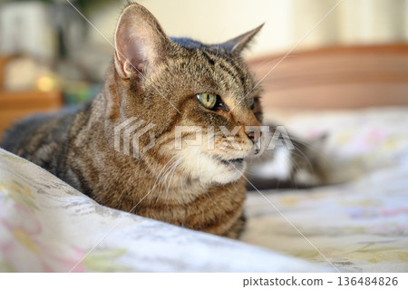 躺在床上放鬆的貓 136484826