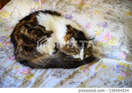 Calico cat sleeping on futon Calico cat sleeping on futon 136484834
