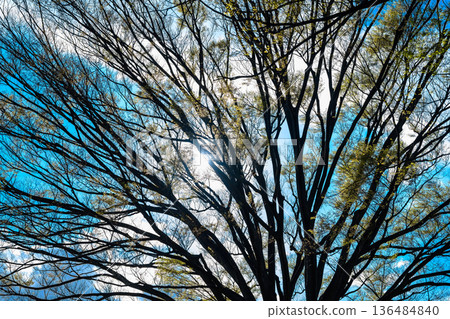 Blue sky and tree branches Blue sky and tree branches 136484840