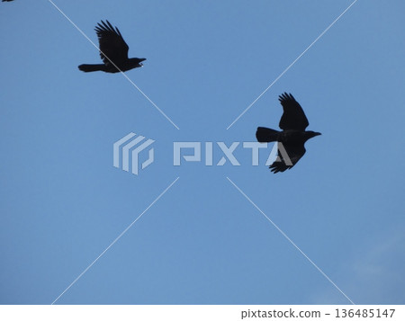 A scene of two crows flying freely across the clear blue winter sky 136485147