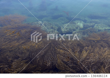 Seaweed visible from the shore Seaweed visible from the shore 136486114