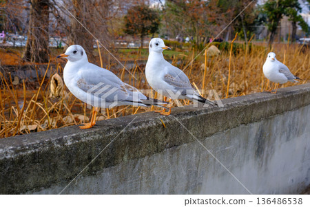 Gull at Pond Ueno Park Tokyo 136486538