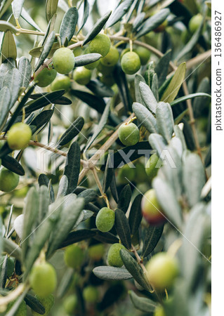 Olive tree branches with green olives in a natural setting during daylight hours Olive tree branches with green olives in a natural setting during daylight hours 136486927