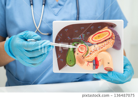 Liver with gallbladder, pancreas spleen and duodenum, Asian doctor holding human anatomy model for study diagnosis and treatment in hospital. Liver with gallbladder, pancreas spleen and duodenum, Asian doctor holding human anatomy model for study diagnosis and treatment in hospital. 136487075