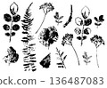 Print of plants on a white background with black ink 136487083