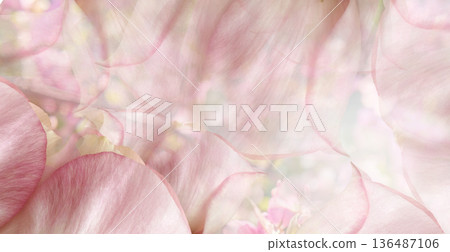 Roses flowers. Floral spring background. Close-up. Nature. Roses flowers. Floral spring background. Close-up. Nature. 136487106
