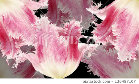 Floral spring background. Pink tulips and   petals. Close-up. 136487107