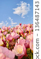 Beautiful flowers bloom in a field under a bright blue sky on a sunny day perfect for a holiday or romantic getaway 136487143
