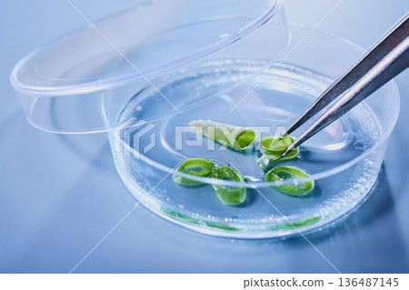 Tweezers handling green plant Aloe vera tissue in petri dish for biological study Tweezers handling green plant Aloe vera tissue in petri dish for biological study 136487145