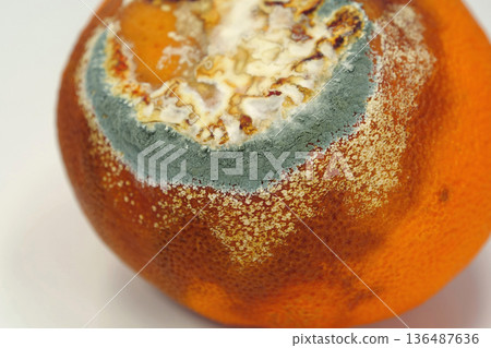Overripe and rotten mandarin. Rotten tangerine covered with mold Overripe and rotten mandarin. Rotten tangerine covered with mold 136487636