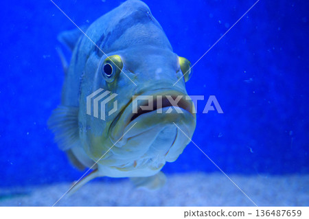 Big fish. Underwater video. View through the glass of aquarium Big fish. Underwater video. View through the glass of aquarium 136487659