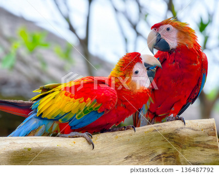 Two Macaw are perched on a branch Two Macaw are perched on a branch 136487792