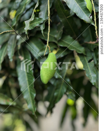 Unriped small mango on the tree Unriped small mango on the tree 136487800