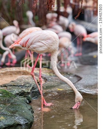 Pink flamingoes bird in the pond Pink flamingoes bird in the pond 136487803