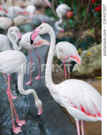 Pink flamingoes bird in the pond Pink flamingoes bird in the pond 136487807