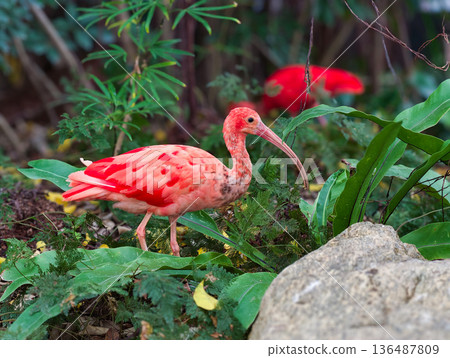 Baby Pink flamingoes bird in the zoo garden 136487809