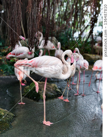 Pink flamingoes bird in the pond 136487810