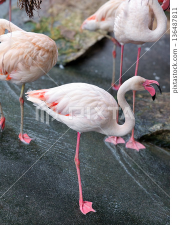 Pink flamingoes bird in the pond 136487811
