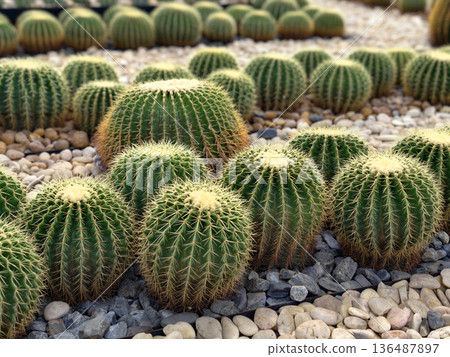 Golden Barrel Cactus in the garden Golden Barrel Cactus in the garden 136487897