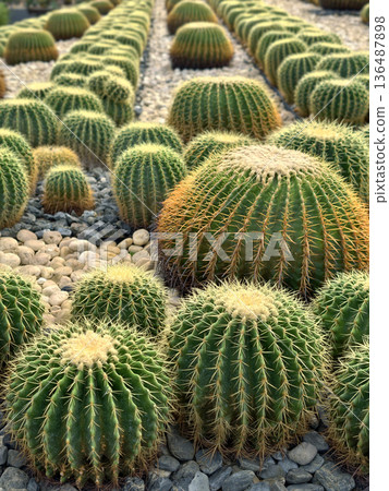 Golden Barrel Cactus in the garden Golden Barrel Cactus in the garden 136487898