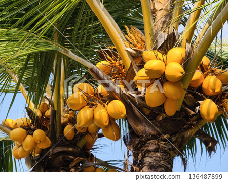 Golden coconut on the coconut tree Golden coconut on the coconut tree 136487899