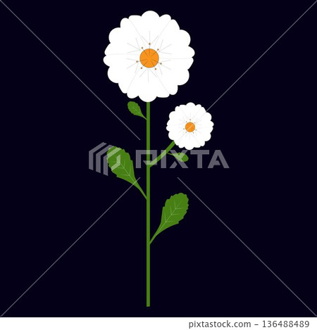 Daisy Flower Set with Stem and Leaves Botanical Illustration Daisy Flower Set with Stem and Leaves Botanical Illustration 136488489