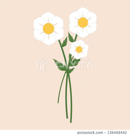 Daisy Flower Set with Stem and Leaves Botanical Illustration Daisy Flower Set with Stem and Leaves Botanical Illustration 136488492