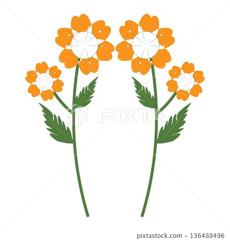 Daisy Flower Set with Stem and Leaves Botanical Illustration Daisy Flower Set with Stem and Leaves Botanical Illustration 136488496